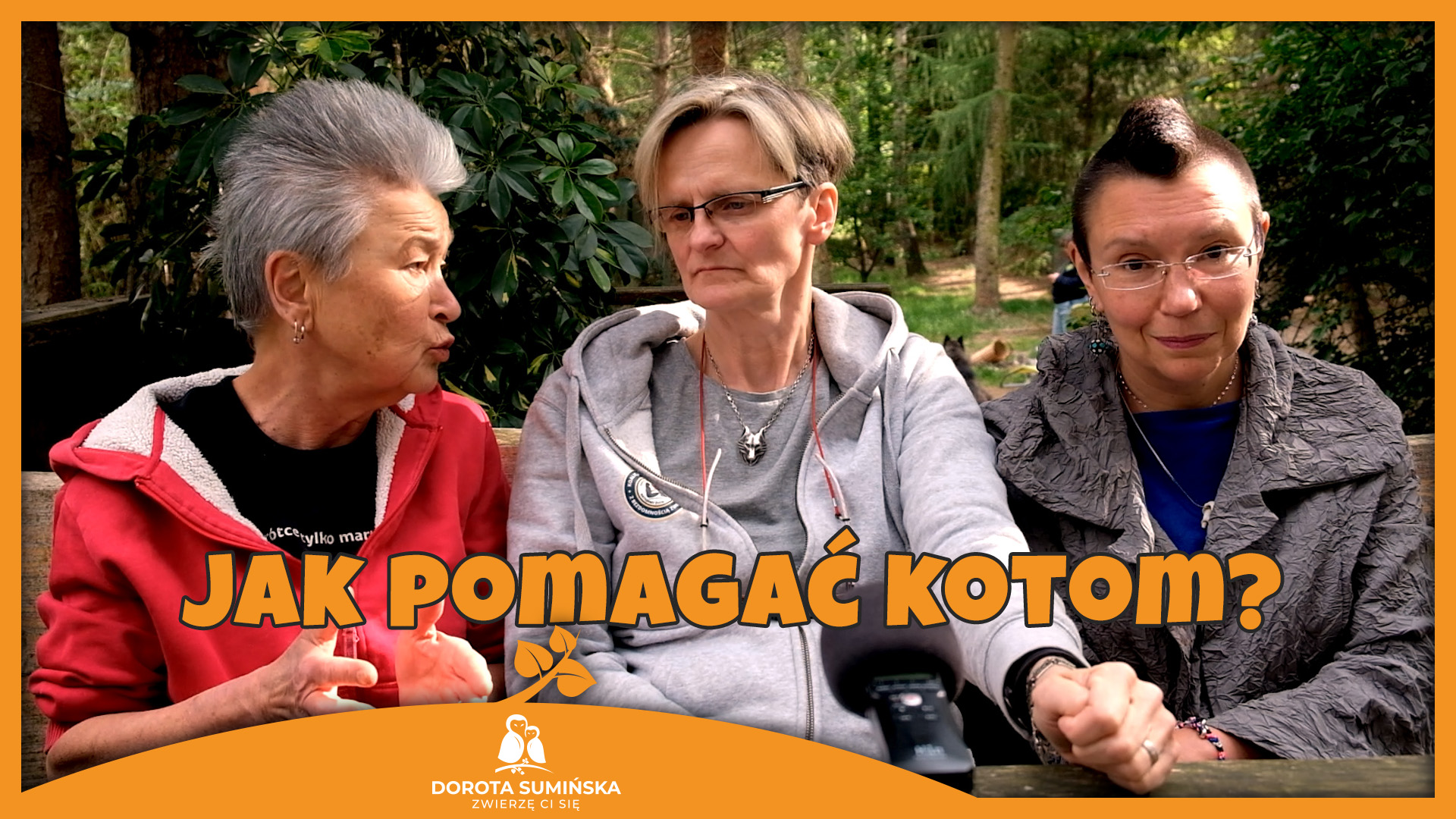 Jak pomagać kotom?